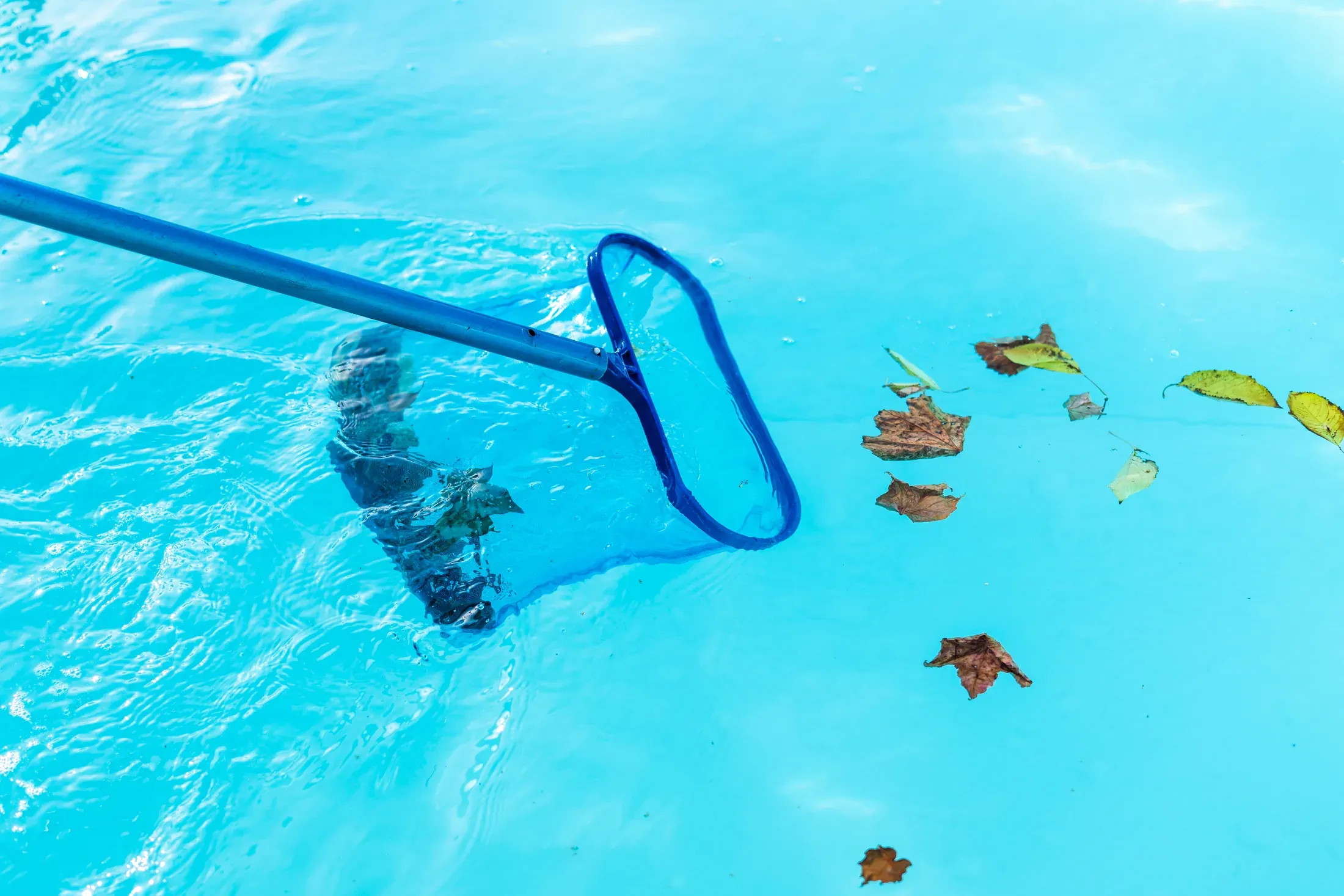 A pool skimmer net collecting leaves from clear blue pool water, the routine work a weekly service visit covers